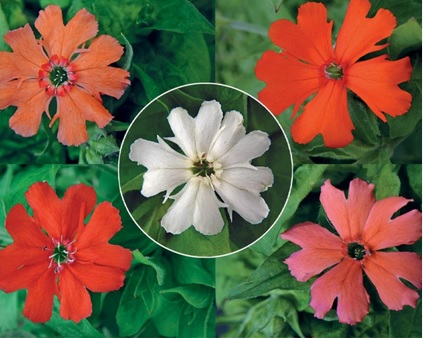 Lychnis Sieboldii Salmon Pink -лихнис  цвят сьомга (1621)
